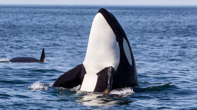 Image for article titled Orcas Explain Why They Are Attacking Boats