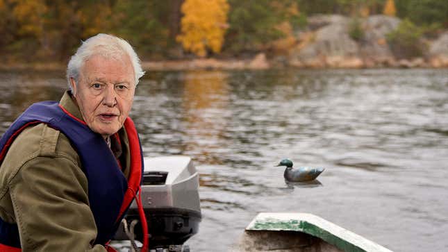 Image for article titled Embarrassed David Attenborough Realizes He Spent 10 Minutes Describing Stillness Of Duck Decoy