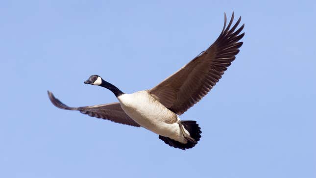 Image for article titled Goose Comforted By Visions Of Long-Dead Relatives Beckoning It Into Jet Engine