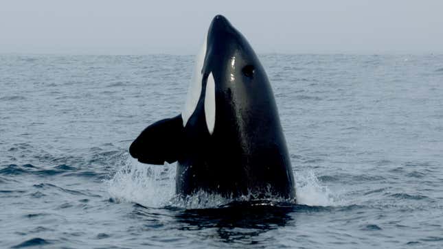 Image for article titled Orcas Explain Why They Are Attacking Boats