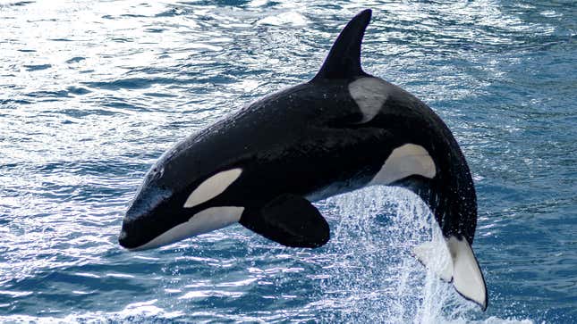 Image for article titled Orcas Explain Why They Are Attacking Boats