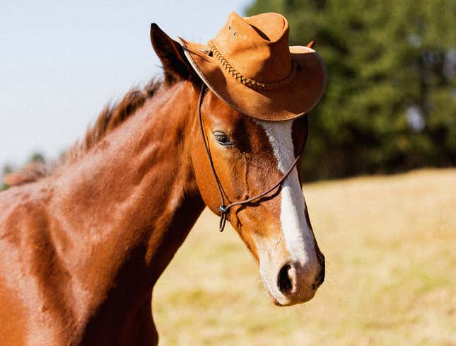 Image for article titled Horse Still Not Broken Enough To Tolerate Matching Cowboy Hat