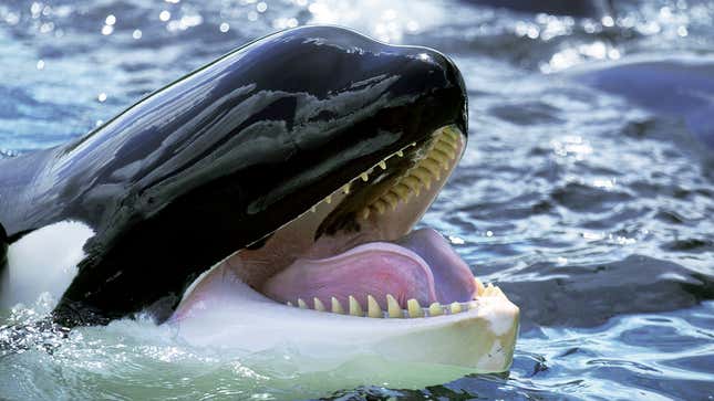 Image for article titled Orcas Explain Why They Are Attacking Boats