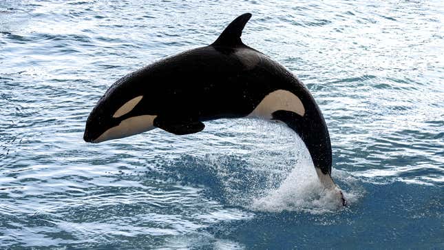 Image for article titled Orcas Explain Why They Are Attacking Boats