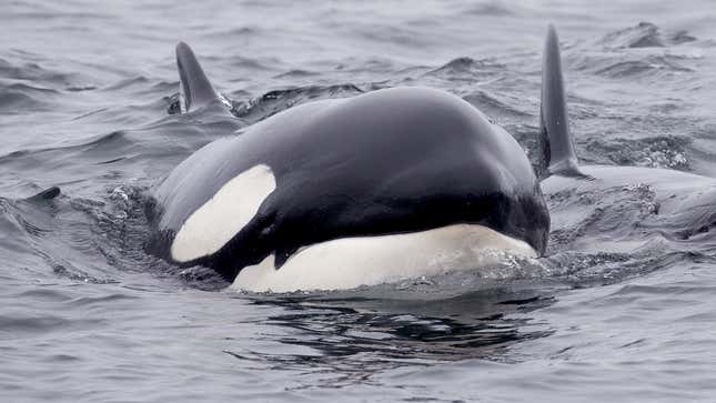 Image for article titled Orcas Explain Why They Are Attacking Boats