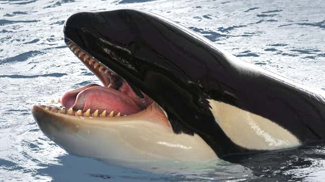 Image for article titled Orcas Explain Why They Are Attacking Boats