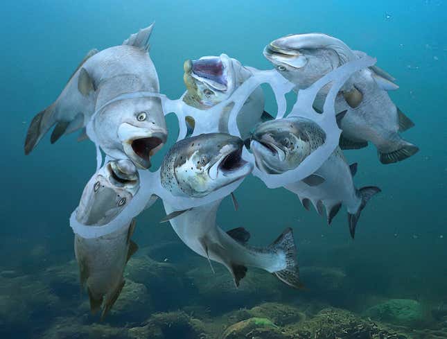 Image for article titled Plastic 6-Pack Rings Conveniently Ensnare 6 Fish At Once