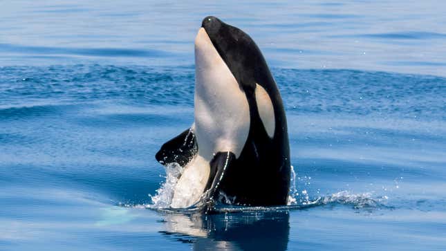 Image for article titled Orcas Explain Why They Are Attacking Boats