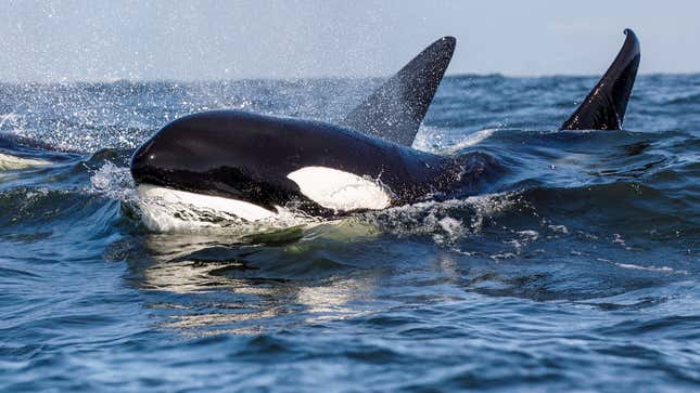 Image for article titled Orcas Explain Why They Are Attacking Boats