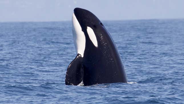 Image for article titled Orcas Explain Why They Are Attacking Boats