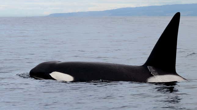 Image for article titled Orcas Explain Why They Are Attacking Boats